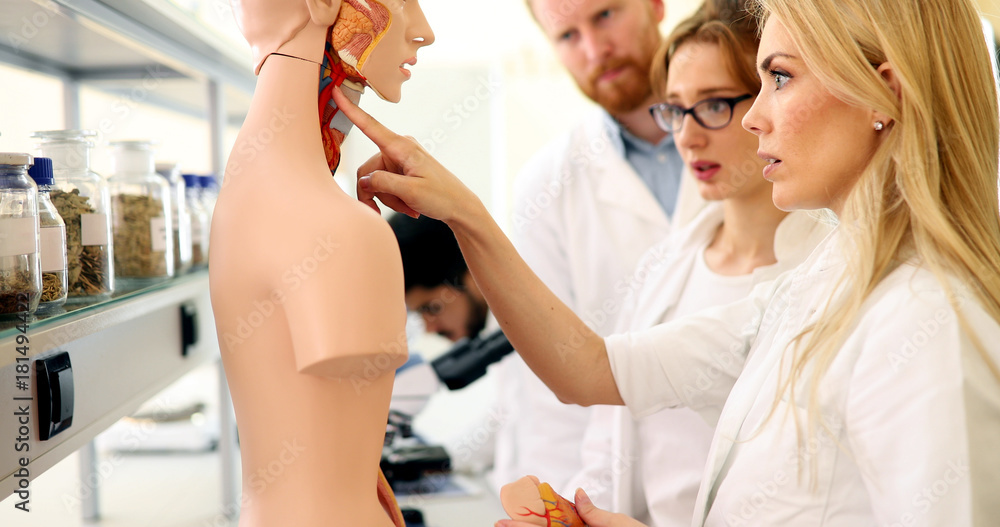 Student of medicine examining anatomical model in lab Student of medicine examining anatomical model in lab