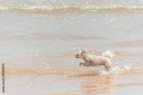 Dog running happy fun on beach when travel at sea