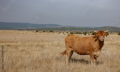 Bild auf Leinwand Brown cow in the smoothness