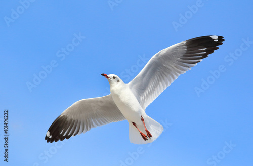 seagull flying in the blue sky © Passakorn
