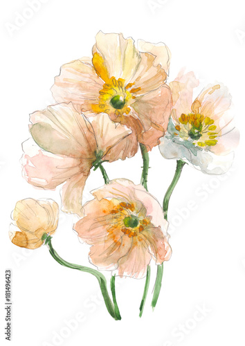 Yellow pink poppy flower. Watercolor floral illustration. Botanical decorative element. Flower concept. Botanica concept.