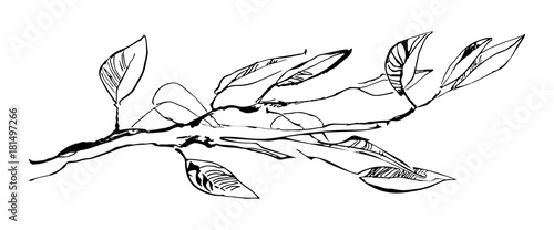Hand drawn tree branch with leaves painted by ink. Grunge style vector illustration. Black image on white background.