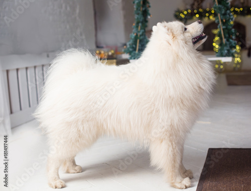 a dog in a Christmas decor