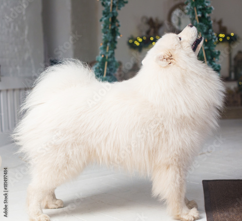a dog in a Christmas decor