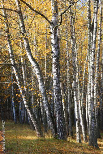 beautiful scene in yellow autumn birch forest in october