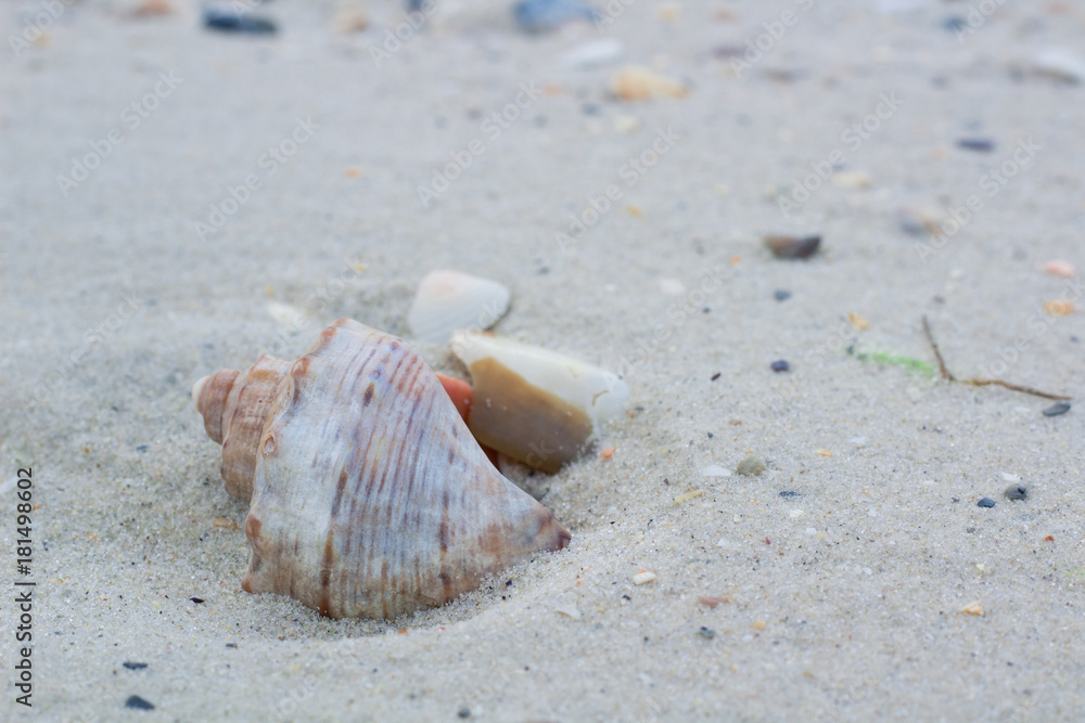 Big seashell and small clams on coastal sands, beach seascape Big seashell and small clams on coastal sands, beach seascape