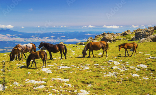 Beautiful landscape with wild horses in the mountain © phadventure