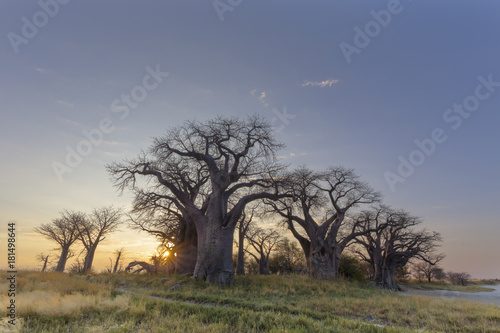 Sun starburst at Baines Baobab's