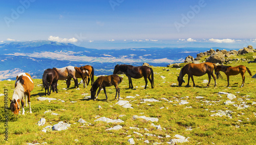 Beautiful landscape with wild horses in the mountain © phadventure