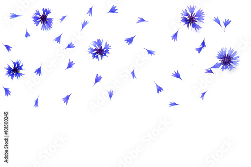 Blue cornflowers frame on white background