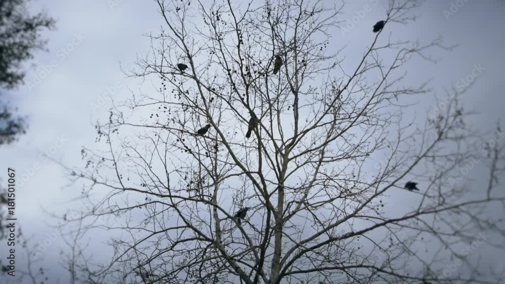 Crows sitting on a tree without leaves, defocused background