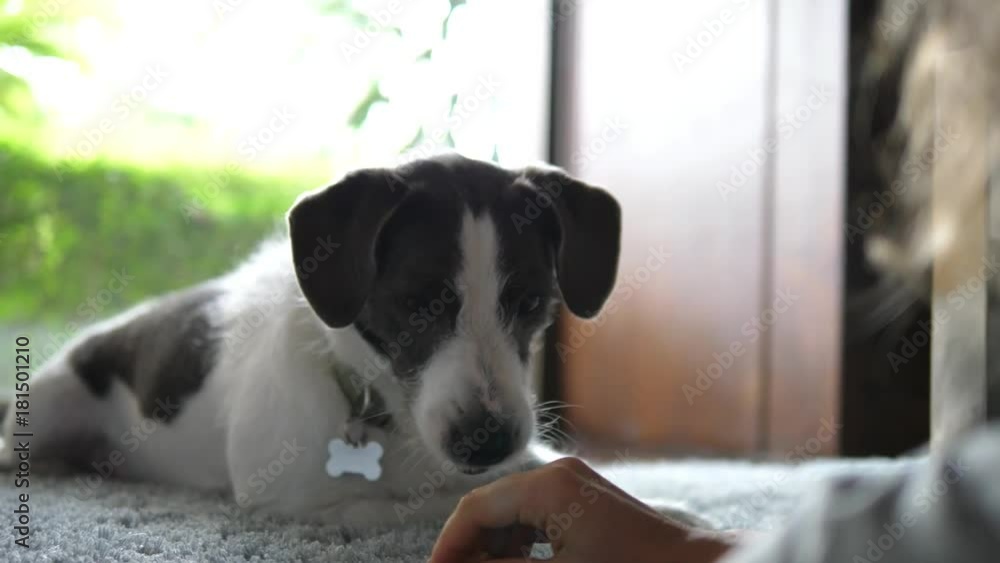 Funny Dog Playing With Owner At Home. Closeup. HD, 1920x1080. 