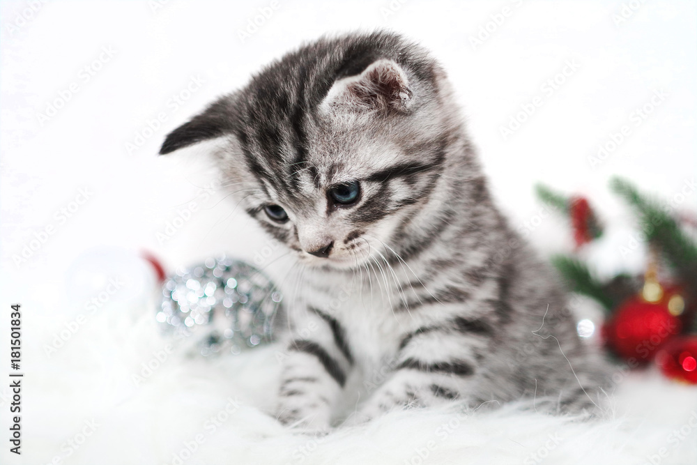 A sad kitten is striped against a background of Christmas decorations.