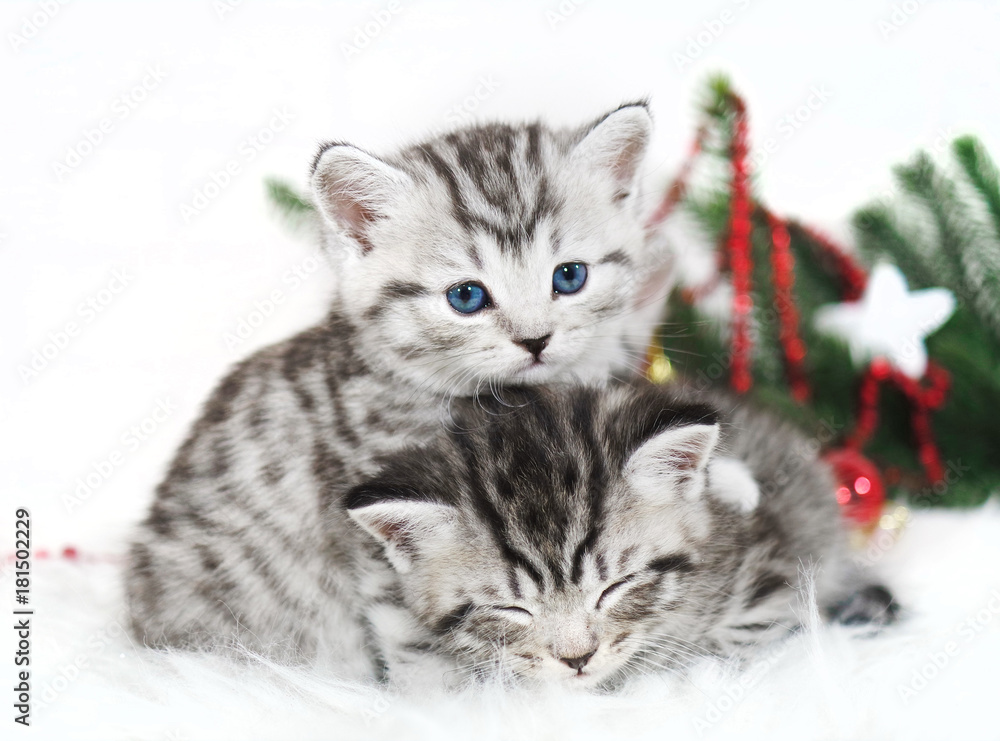 Obraz premium Two kittens lie under the Christmas tree.