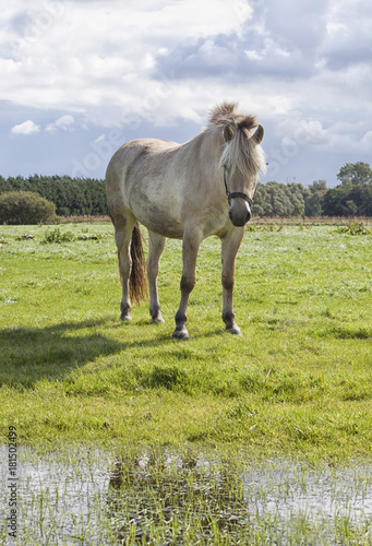 White poney in the field