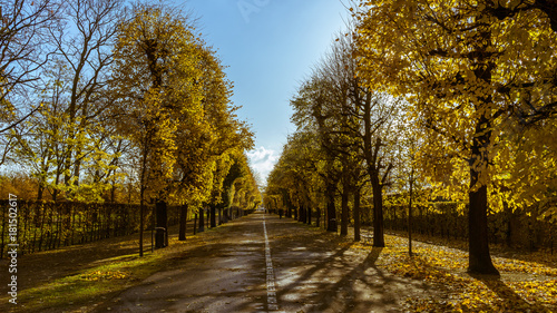 Herbstliche Allee in einem Park  Augarten in Wien