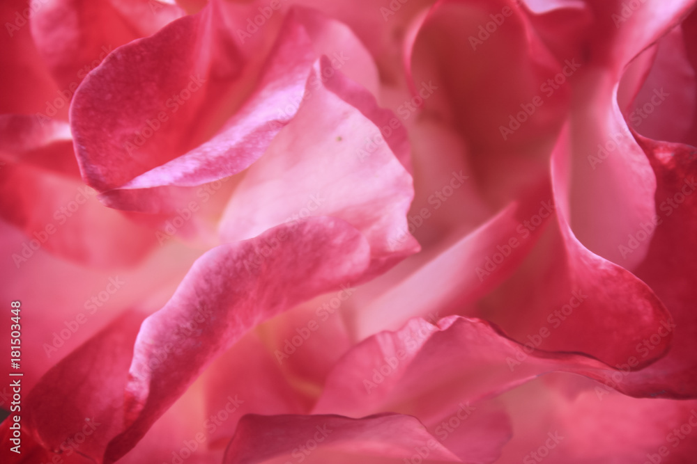 Background of blurred rose petals