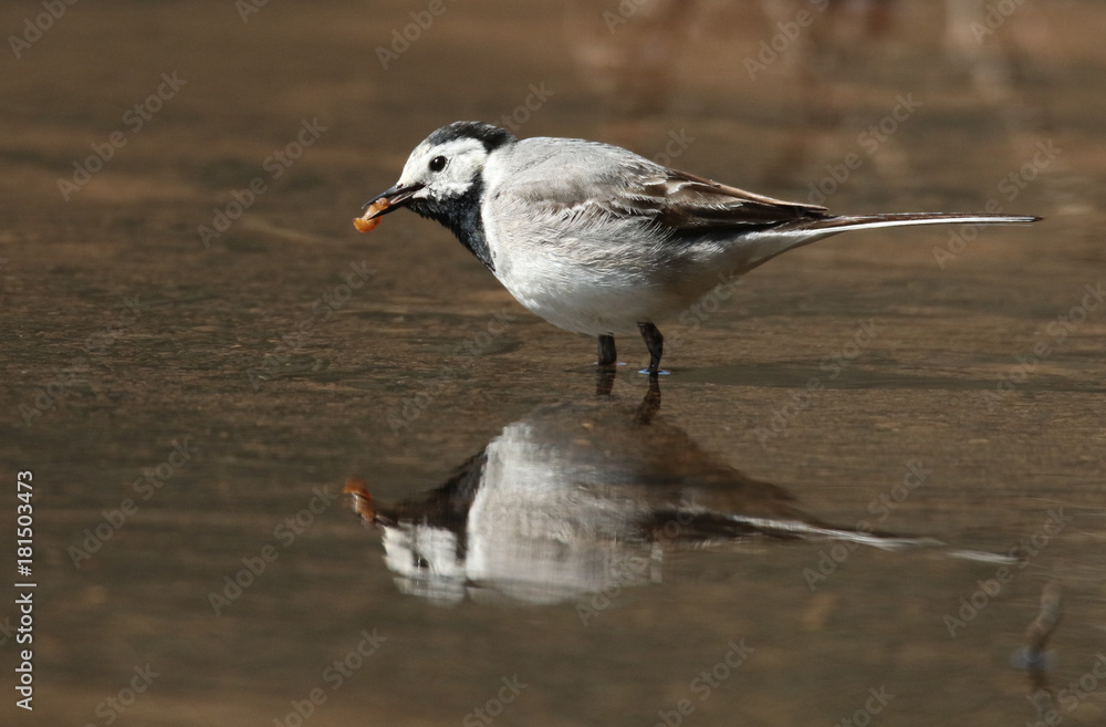 Bonne pêche !la bergeronnette grise! Bonne pêche !la bergeronnette grise!