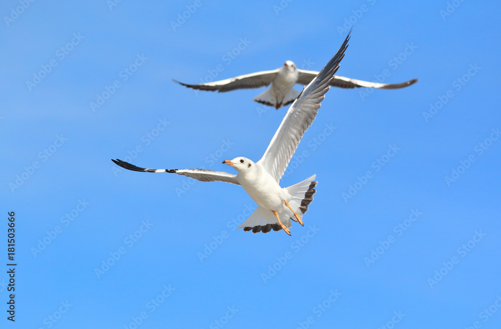 Fototapeta premium seagull flying in the blue sky