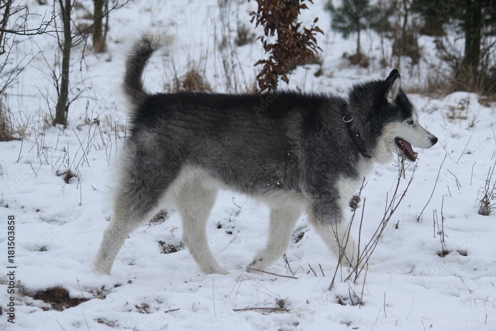 Husky geht im schneebedeckten Park spazieren