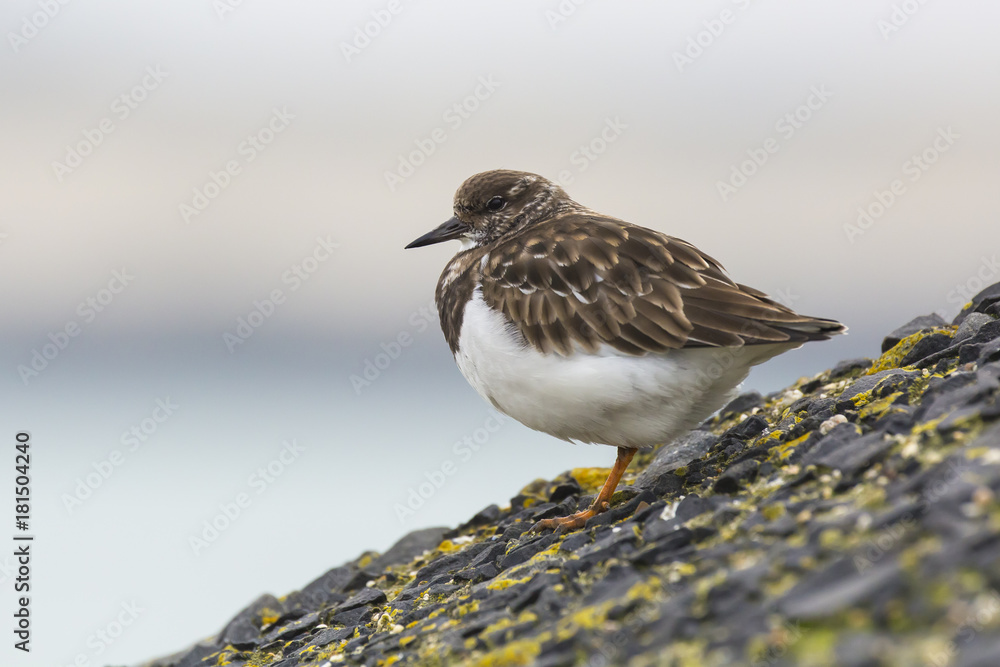 Closeup of a Rubby turnstone Arenaria interpres wading bird foraging between rocks at the sea coast Closeup of a Rubby turnstone Arenaria interpres wading bird foraging between rocks at the sea coast