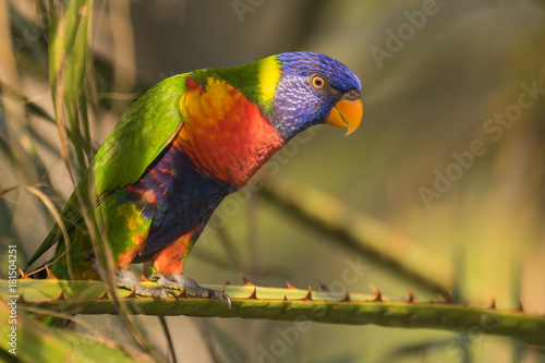 rainbow lorikeet (Trichoglossus moluccanus) photo