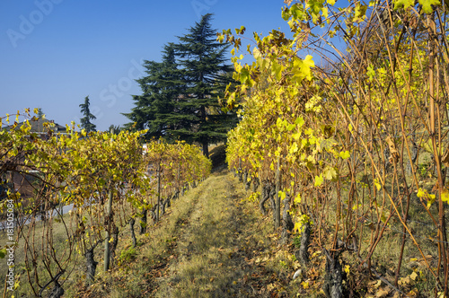 Fototapeta Naklejka Na Ścianę i Meble -  Grinzane Cavour (Piedmont, Italy): the Barolo vineyards autumn. Color image