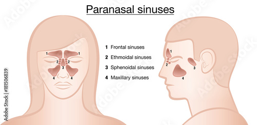 Anatomical representation of paranasal sinuses and their names - frontal, ethmoidal, sphenoidal and maxillary sinuses - profile male and front view of female face. Vector illustration on white. photo