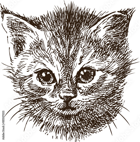 sketch portrait of a small kitten