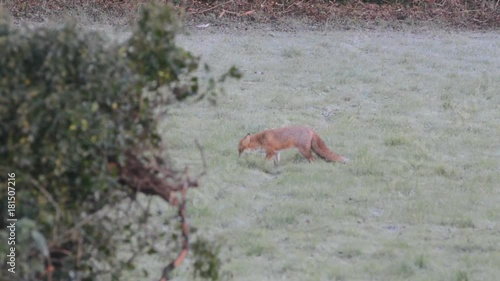 Foxes (vulpes vulpes) frolicking in the frost early in the morning