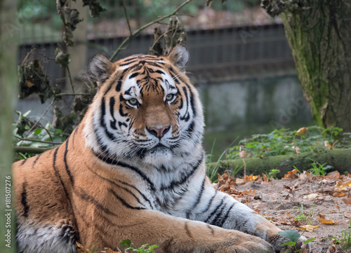 Close up view of a Siberian tiger