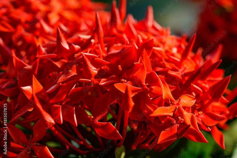 Ixora Red spike flower. King Ixora blooming (Ixora chinensis).Ixora coccinea flower in the garden Ixora Red spike flower. King Ixora blooming (Ixora chinensis).Ixora coccinea flower in the garden