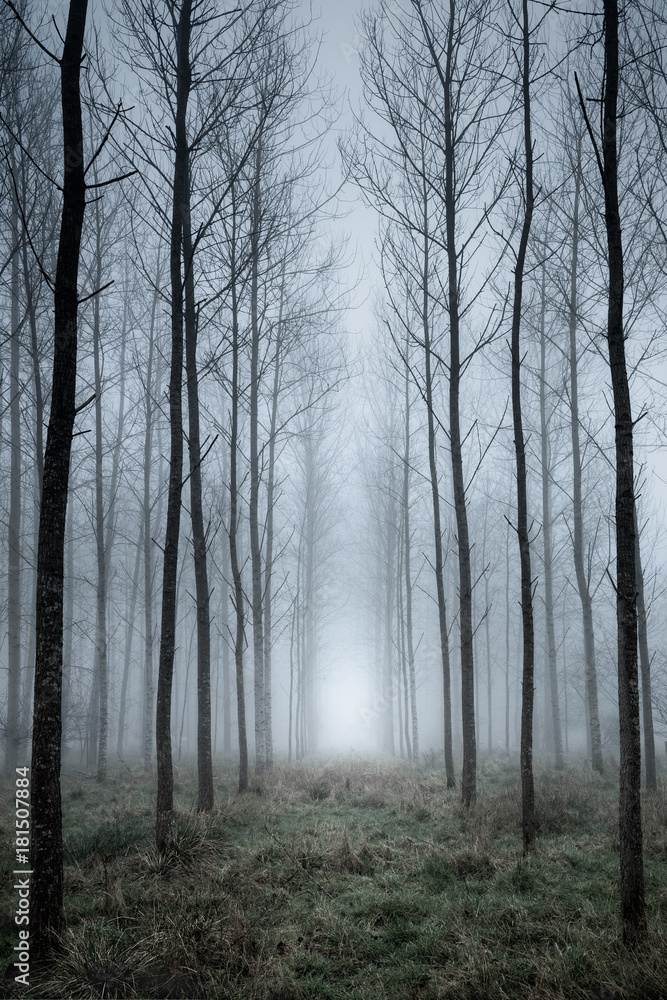 Tree plantation in fog Tree plantation in fog