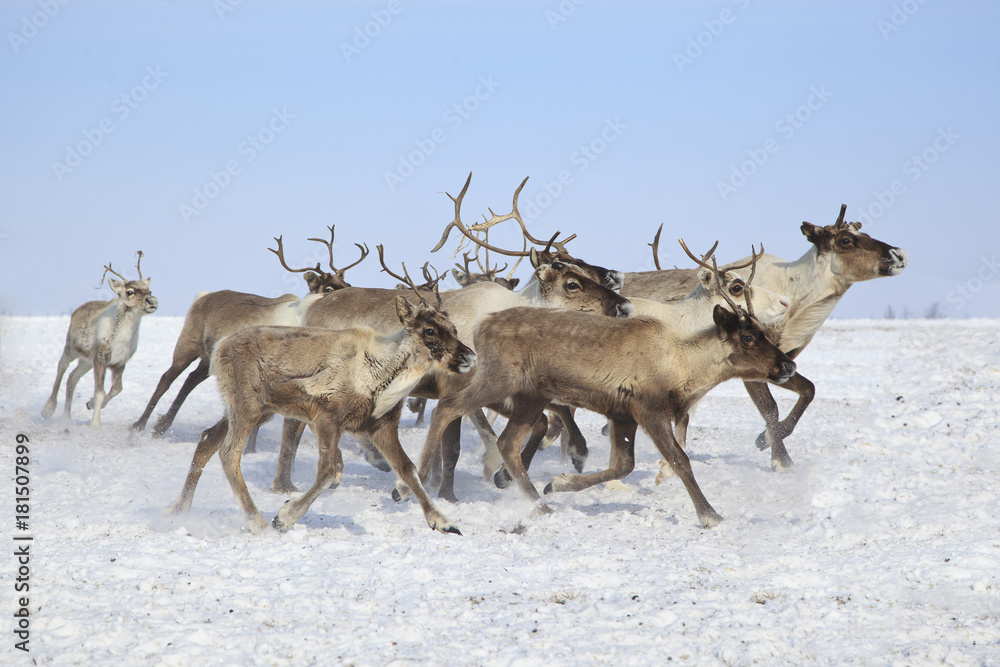 Obraz premium Beautiful reindeer in motion (running deer) in the snow