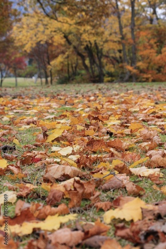 足元の紅葉