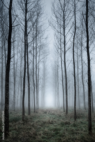 Tree plantation in fog