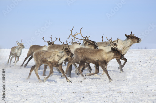 Beautiful reindeer in motion (running deer) in the snow