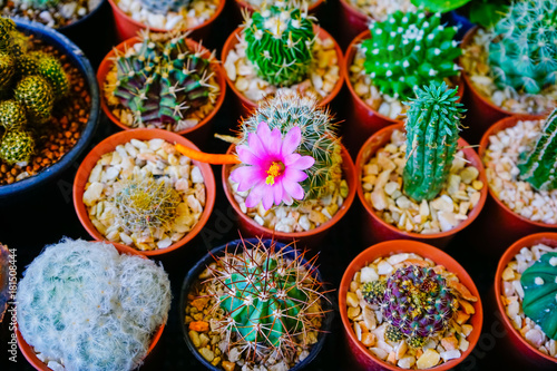 Top view of variety cactus in the pot and one blooming pink flower.