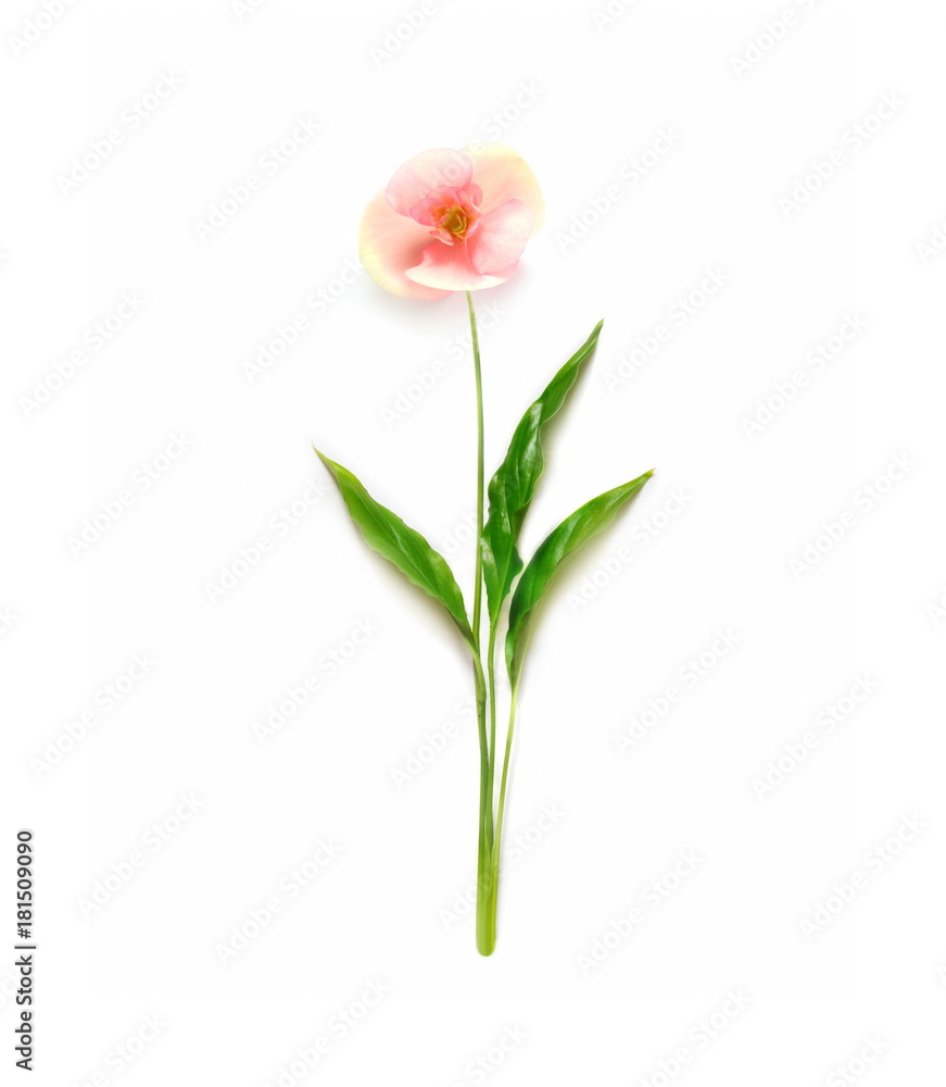 Minimalistic flower made of branch. flat lay. Minimal concept. Minimalistic flower made of branch. flat lay. Minimal concept.