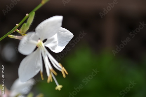 Fototapeta Naklejka Na Ścianę i Meble -  White Flower Close up