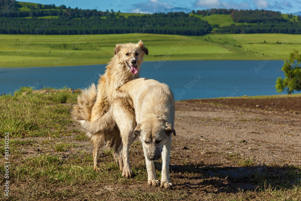 Obraz premium Two dogs are making love and sex, love and sex of two dogs