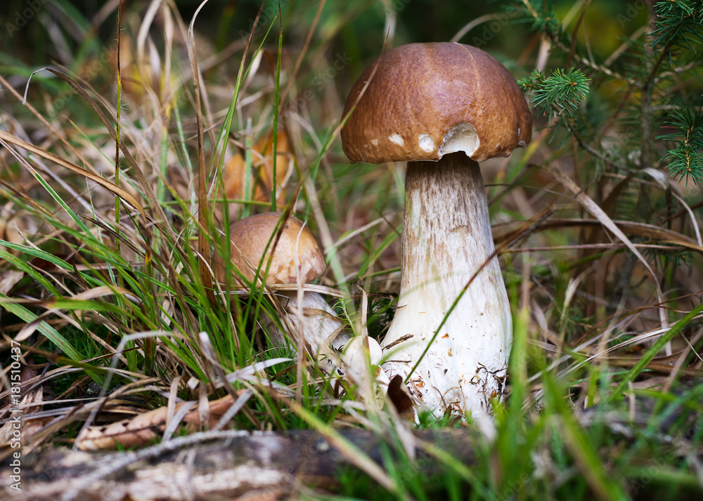 Wild porcini mushrooms Wild porcini mushrooms