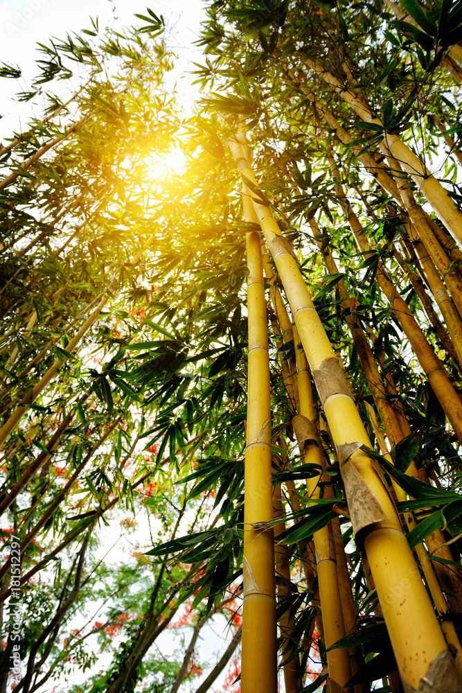 Fototapeta premium Yellow bamboo forest