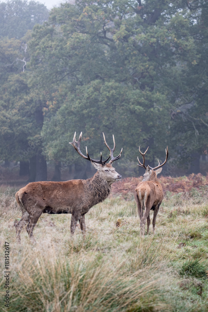 Obraz premium Two stags in autumn