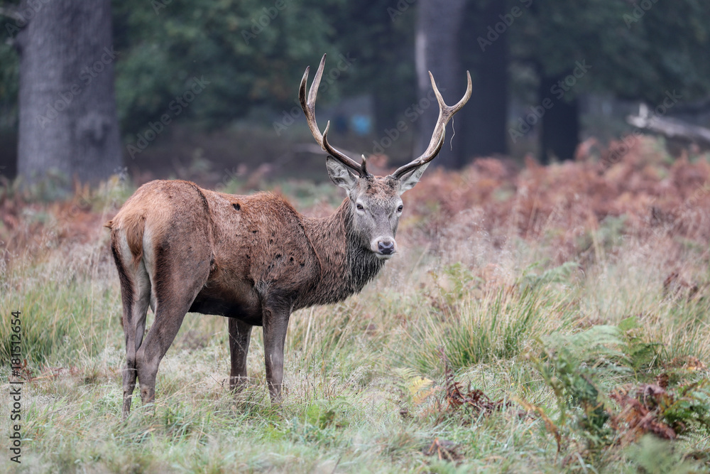 Obraz premium Young stag in autumn