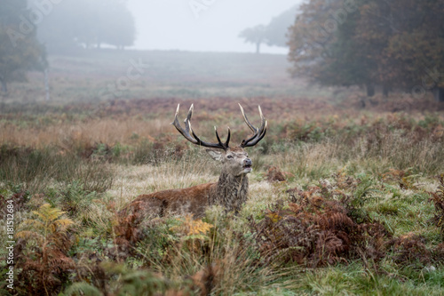 Red Deer Stag resting
