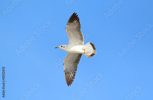 seagull flying in the blue sky © Passakorn