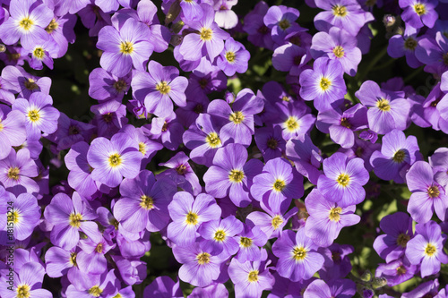 Close-up: many small flowers of Aubrieta Axcent Light Blue with yellow in center grow in spring time. 