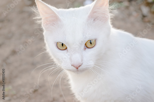 Gato de raça branca 