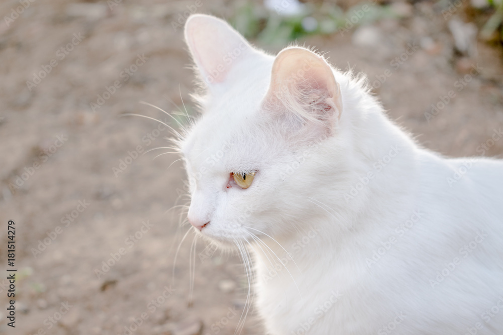 Gato de raça branca 
